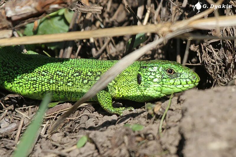 Пресмыкающиеся прыткая ящерица. Lacerta Agilis Linnaeus. Зеленая прыткая ящерица. Ящерица прыткая глаз. Известно что ящерица прыткая наземное пресмыкающееся