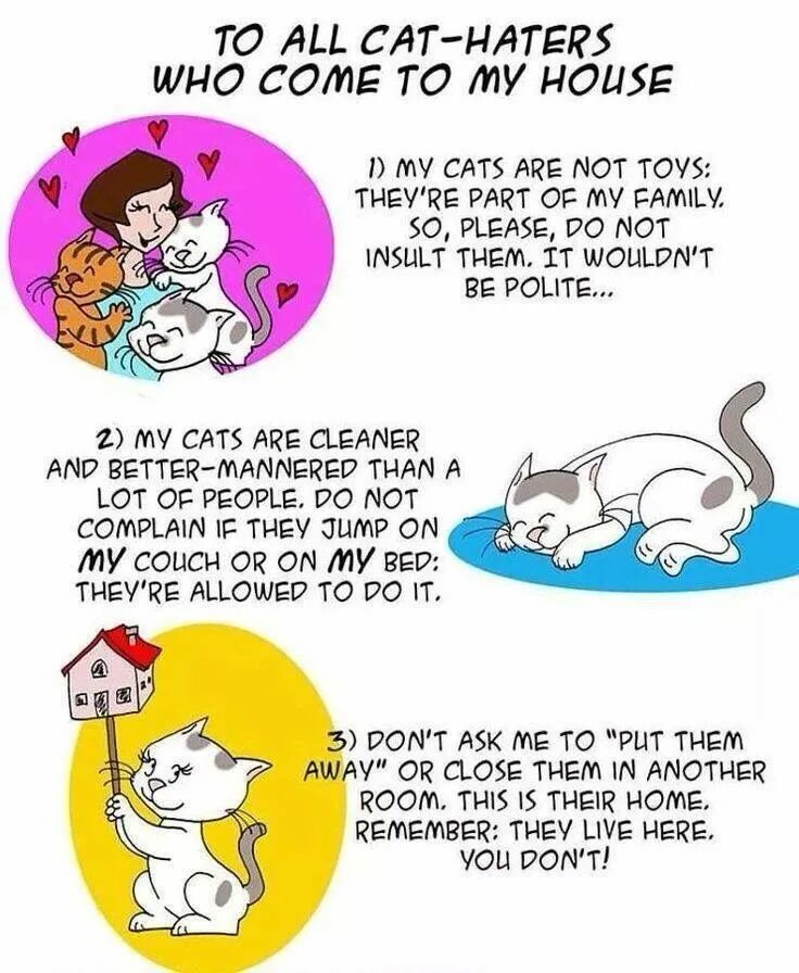 They are not cats. Шоппер с котом not today. Угрюмый кот мем. Ухо комикс. They are not cats.