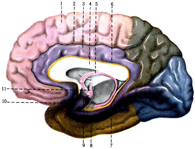 Gyrus parahippocampalis анатомия. Медиальные отделы лобных долей мозга. Gyrus Fornicatus анатомия.