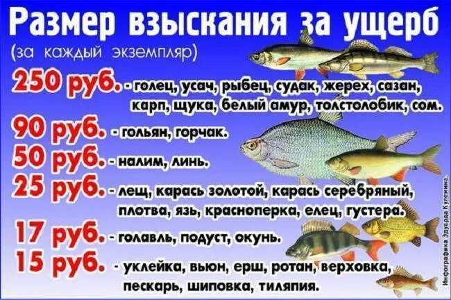 Правила любительского рыболовства в ростовской области. Штраф за ловлю рыбы. Штраф за рыбалку. Разрешённый размер вылавливаемой рыбы. Штрафы за вылов рыбы.