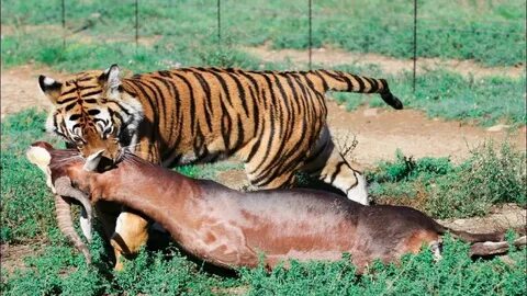 Elephants eat tigers