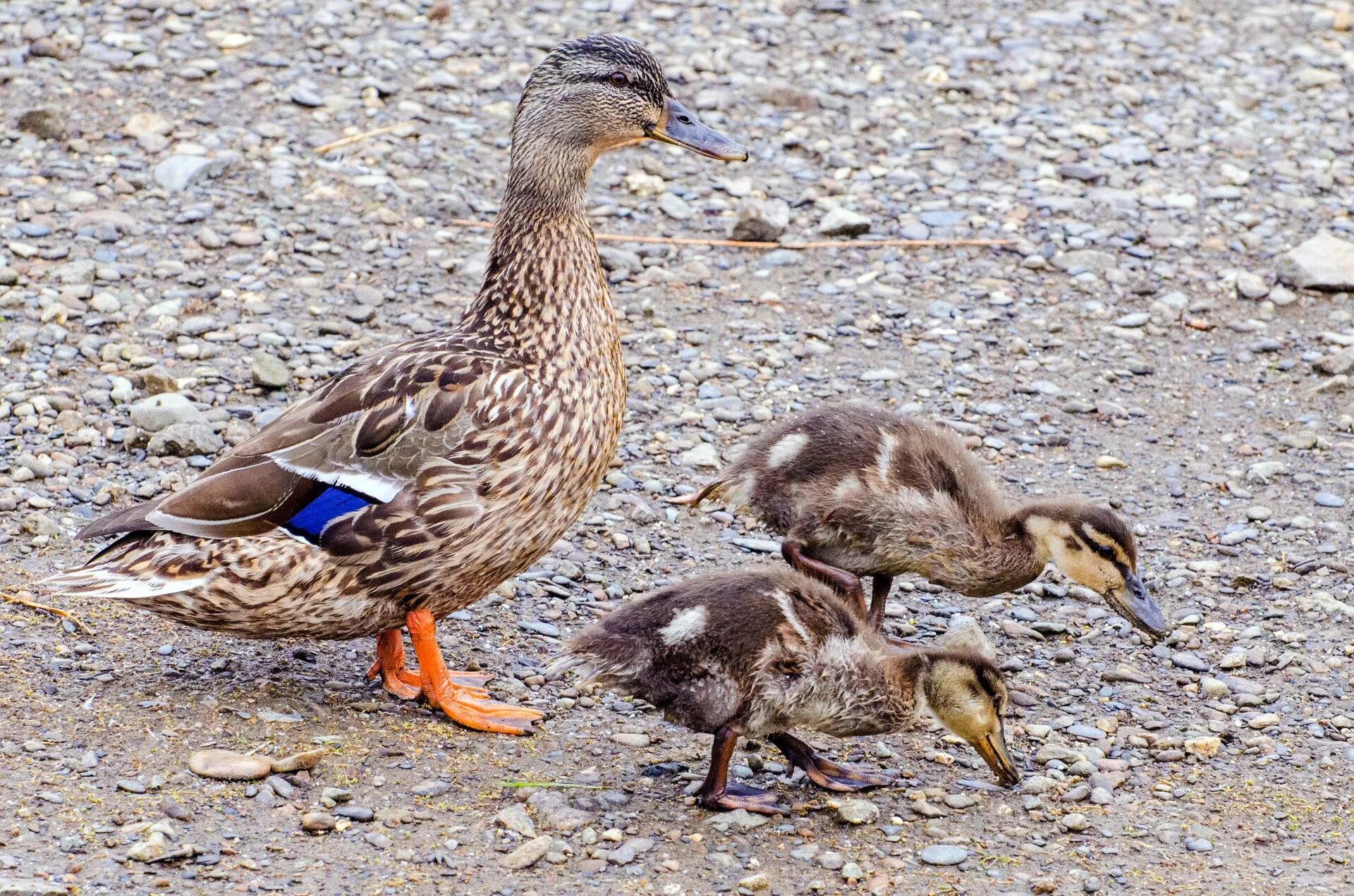 Ducking ru. Утята дикой утки кряквы. Утка селезень утята. Селезень утки кряквы. Утка с утятами.