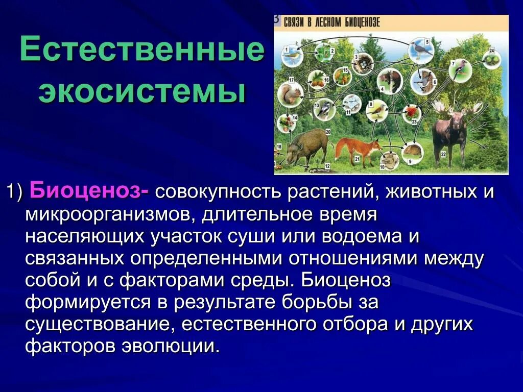 Какие отношения складываются между ежовником и джейраном. Естественная экосистема. Экосистема презентация. Биоценоз. Естественный биогеоценоз.