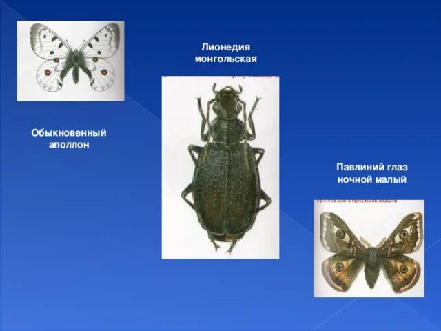 Какой тип метаморфоза характерен для. Насекомые Монголии. Лионедия монгольская Жук. Насекомое лионедия монгольская. Тип развития Аполлон обыкновенный.