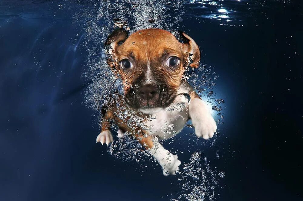 Вода щенки