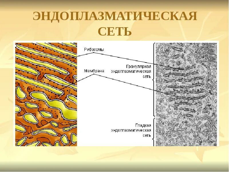 Хлоропласт и эндоплазматическая сеть. Гранулярная ЭПС строение. Гладкая эндоплазматическая сеть под микроскопом. Гладкая эндоплазматическая сеть рисунок. Гладкая и гранулярная эндоплазматическая.