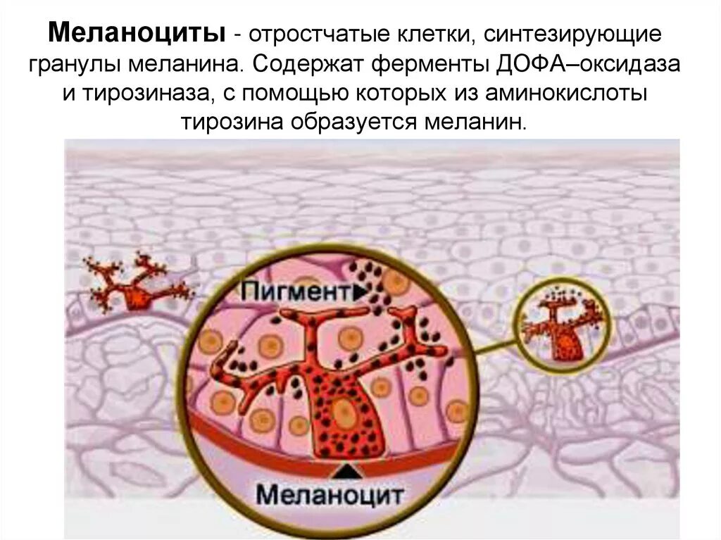 Пигмент кожи меланин находится. Пигментные клетки меланоциты. Пигментные клетки синтезирующие меланин. Клетки меланина в коже. Клетки вырабатывающие меланин.