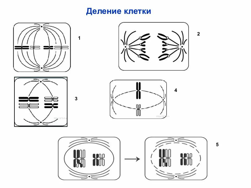 Деление клетки задачи. Определите фазу деления клетки. Тип и фазу деления исходной диплоидной клетки. Фазы митоза схема ЕГЭ. Как называется этот Тип деления клетки.