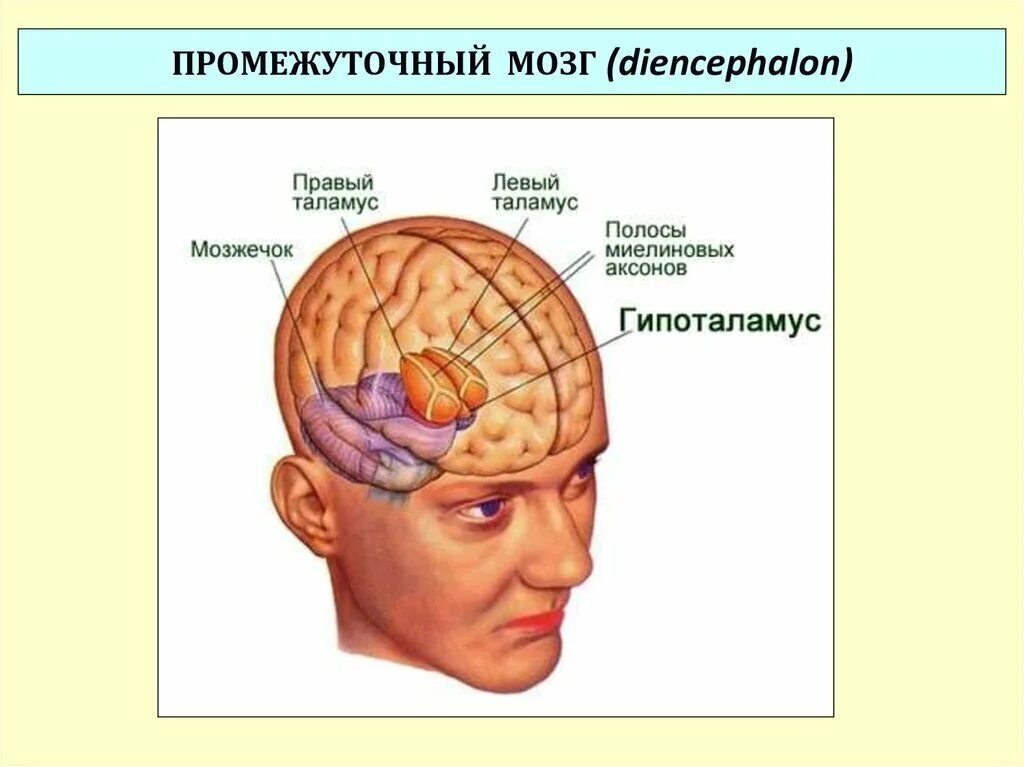 Где мозг у человека. Где у человека находится мозг в голове.