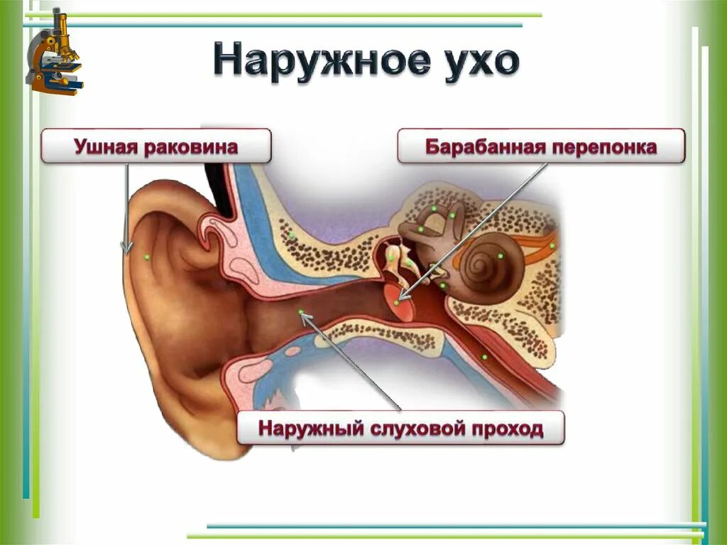 Ушная перепонка раковина наружный слуховой. Наружное ухо (ушная раковина, наружный слуховой проход) строение. Ушная раковина наружный слуховой проход барабанная перепонка. Наружное ухо (ушная раковина, наружный слуховой проход). Барабанная перепонка относится к наружному уху