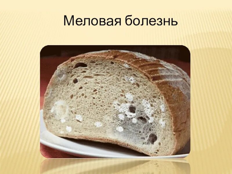 Меловая болезнь хлеба. Болезни хлеба презентация. Металлическая болезнь хлеба. Болезни хлеба проект. Картофельная болезнь хлеба признаки