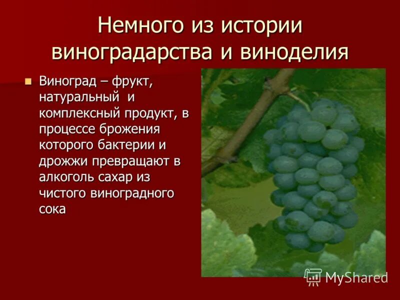 день виноградарства и виноделия в республике крым. презентация о вине дизеле на английском. виноград мускат дербентский. экспертиза виноградных вин. таблица морозостойких сортов винограда.