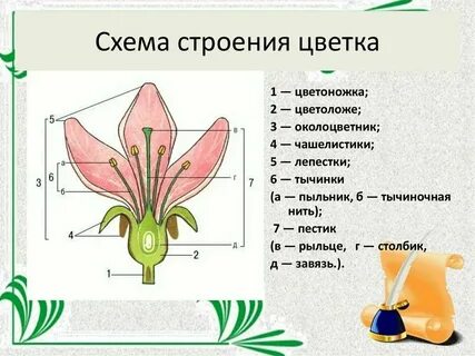 Пыльник рыльце