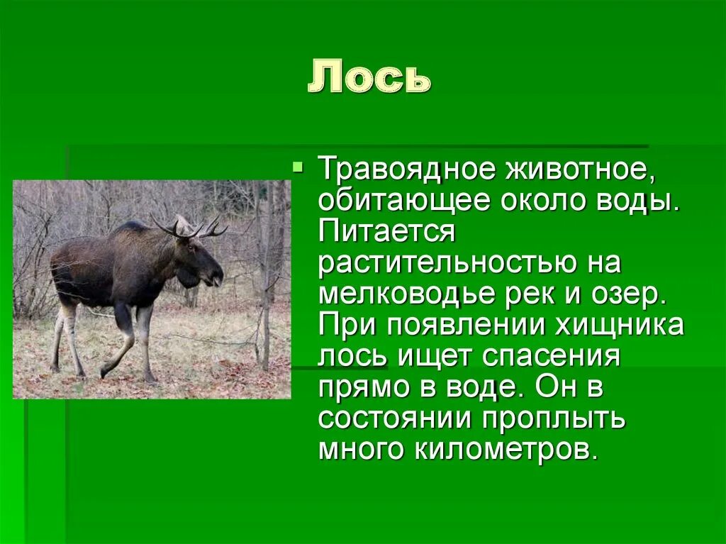 Описание лося 4 класс окружающий мир