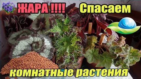 Спасти растения