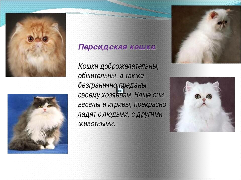 Персидский кот описание. Персидский кот описание. Характер котенка. Персидский кот описание. Персидская кошка характер.