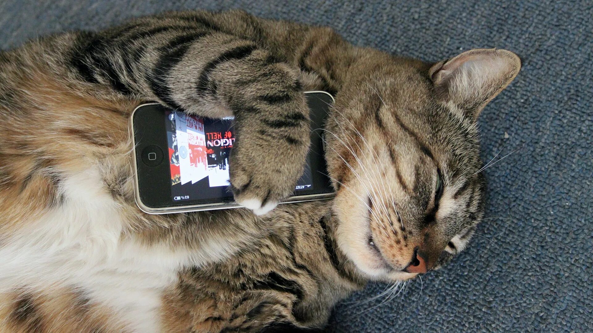 Короткое приколы на телефон. Кошка с телефоном. Котик с телефоном. Кошка с айфоном. Кошечка с телефоном.