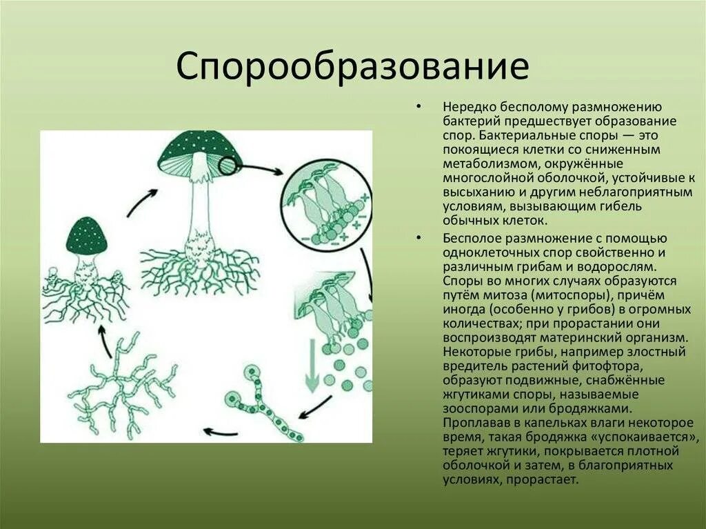 Спора специализированная клетка