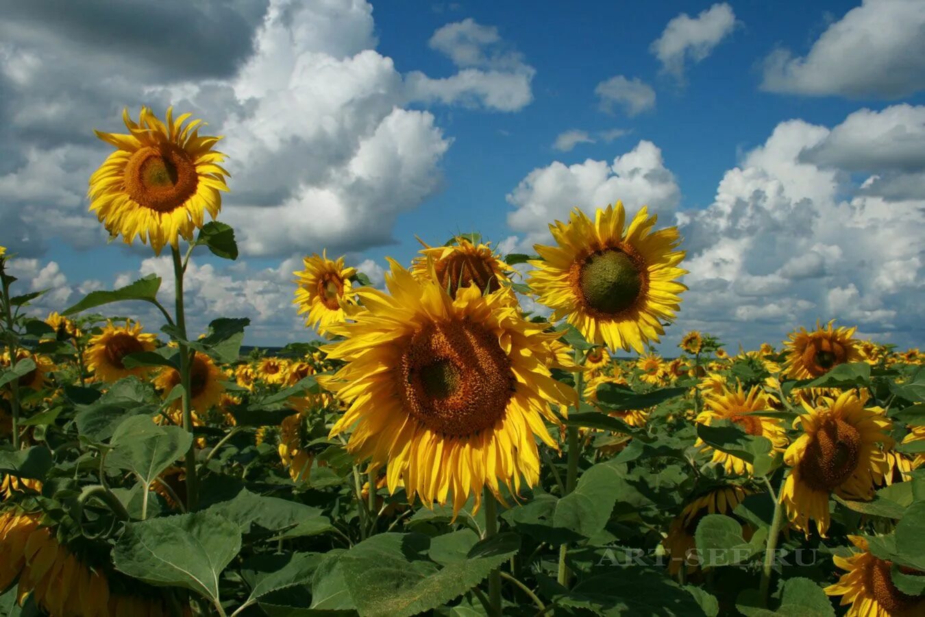 Подсолнухи в деревне. Поля с подсолнухами в деревне. Село подсолнух. Поле подсолнухов пмр в тирасполе. Село подсолнух.