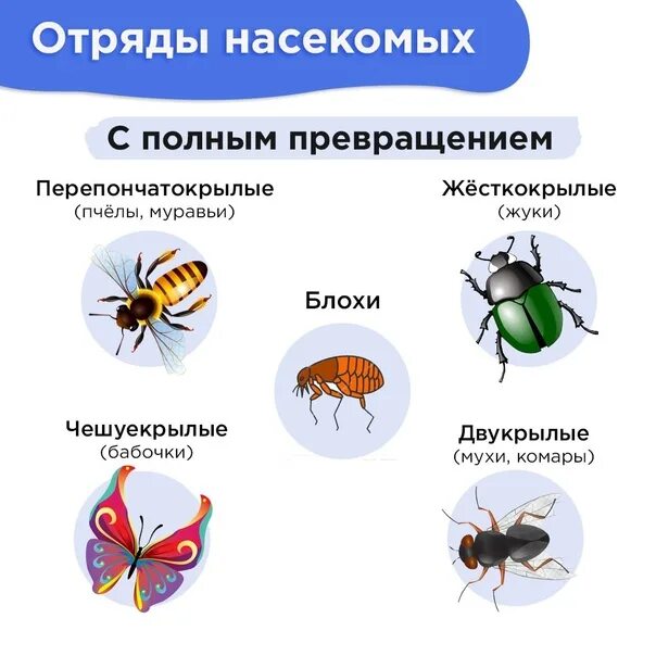 Отряд насекомых тип развития. Отряды насекомых с неполным превращением. Класс насекомые отряды с полным превращением. Отряды насекомых с полным метаморфозом. Представители насекомых с неполным превращением.