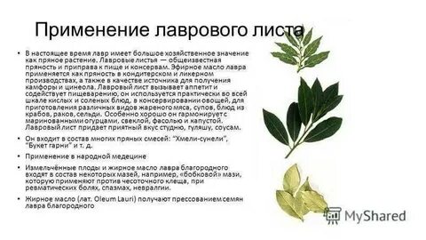 Для чего нужно пить лавровый лист