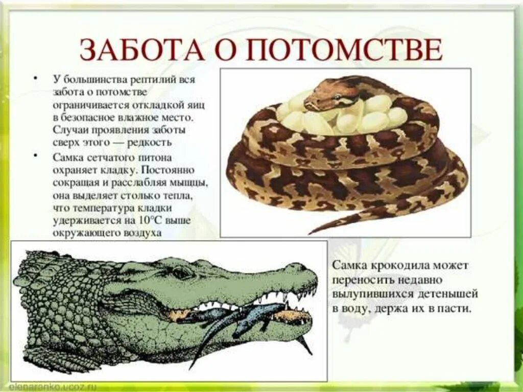 Особенности заботы о потомстве. Заботоао потомстве у пресмыкающихся. Забота пресмыкающаяся о потомстве. Рептилии заботятся о потомстве?. Забота о потомс.