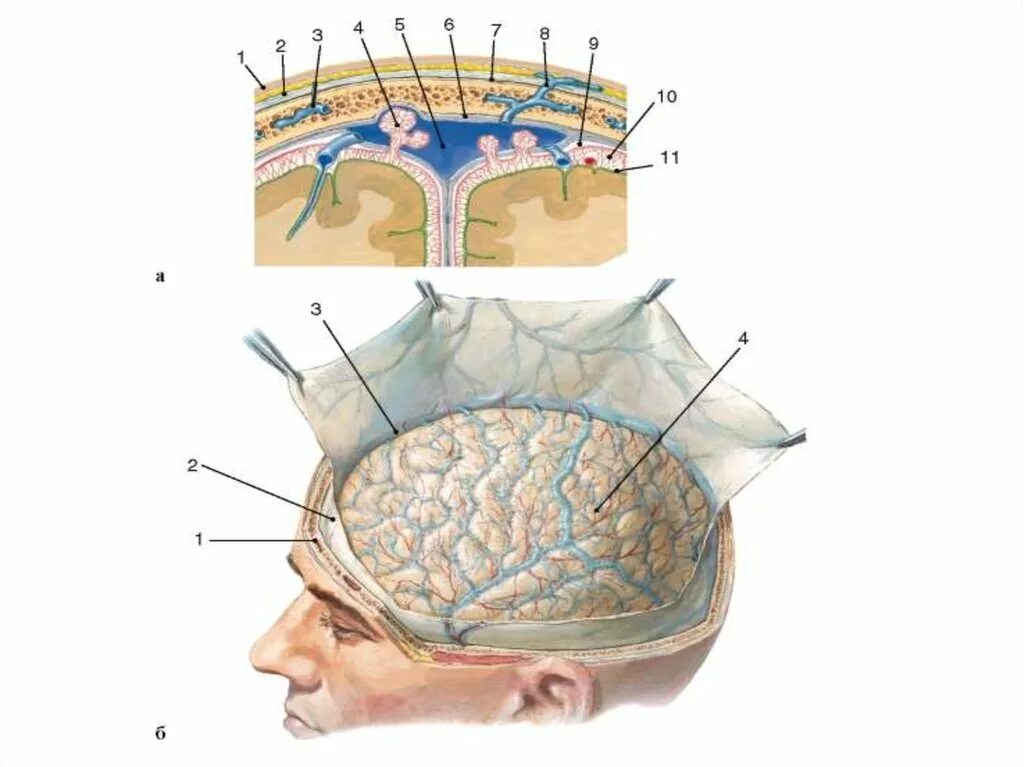Ткани лба. Паутинная оболочка мозга анатомия. Дуральная поверхность твердой мозговой оболочки. Цистерны паутинной оболочки головного мозга. Оболочки головного мозга твердая паутинная и мягкая.