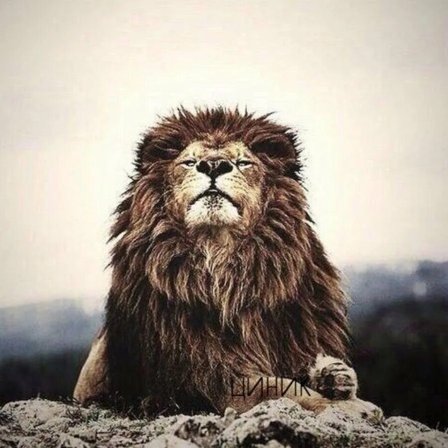 Будь сильным как лев. Гордые львы. Спокойный Лев. Одинокий Лев. Лев на горе гордый.