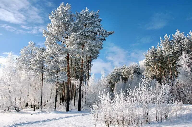 Оренбургская раскрасавица капустин. Лесостепь зимой. Лесо степь зимо й. Настоящая зима. Зимушка зима.