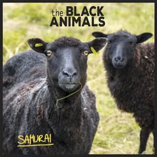 Listen to the animal