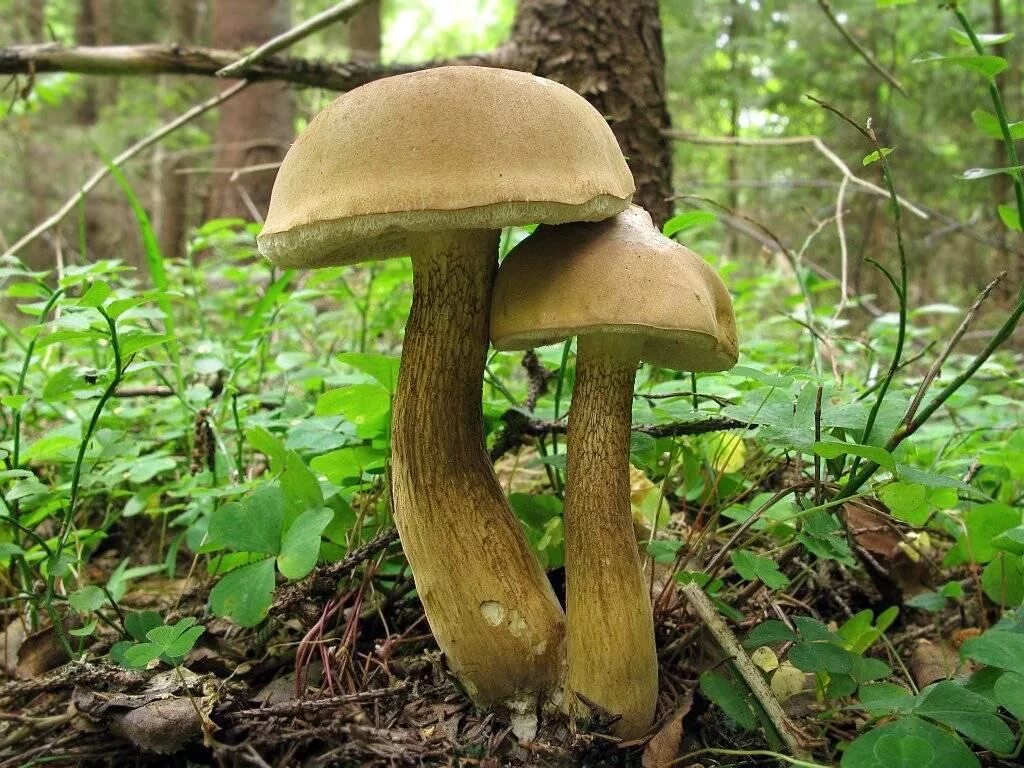 Желчный гриб горчак. Горчак, ложный белый гриб. Tylopilus felleus. Желчный гриб горчак. Tylopilus felleus – желчный гриб.