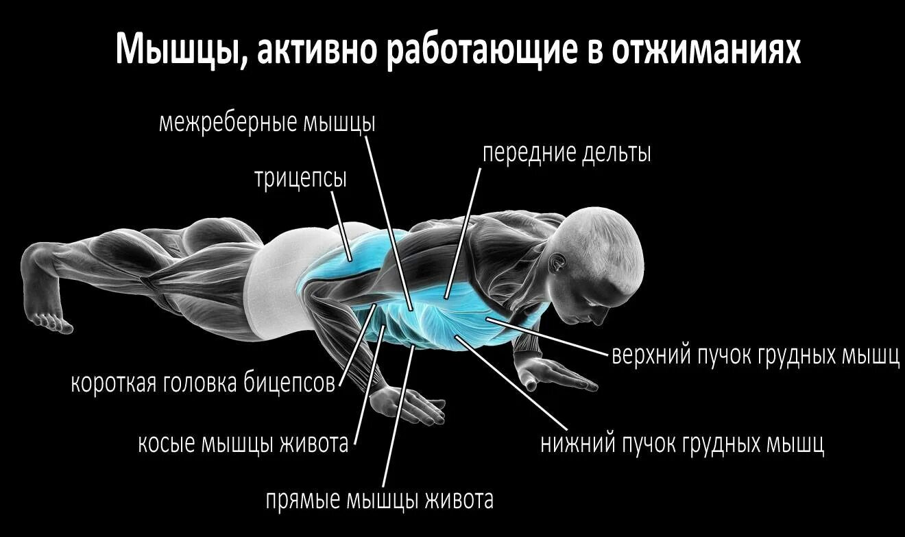 Отжимания группы мышц. Мышцы задействованные при отжимании. Отжимания на грудные мышцы. Какие мышцы качаются при отжимании. Нижнее отжимание