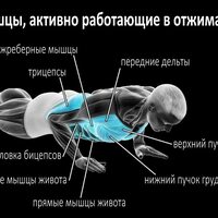 Как правильно отжиматься: пошаговая инструкция и 3 правила, которые нельзя нарушать