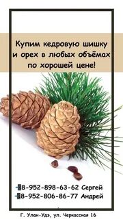 Шишка номер
