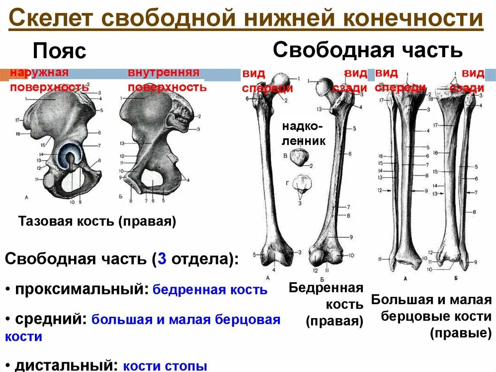 Отделы нижней конечности. Кости составляющие скелет нижней конечности. Кости скелета пояса нижних конечностей. Кости нижней конечности вид спереди. Какие кости образуют скелет нижней конечности.
