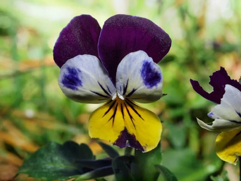 Фиалка трёхцветная. Фиалка трёхцветная садовая. Фиалка трехцветная полевая. Взгляни на эту трехцветную фиалку. Фиалка трёхцветная растение.