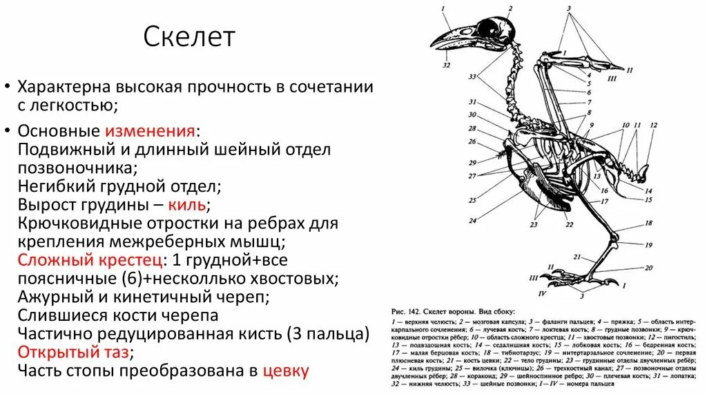 Для чего служит киль у птиц. Скелет птицы отделы позвоночника. Скелет птицы грудной отдел позвоночника. Скелет киль пищеварительная система. Грудной отдел скелета курицы.