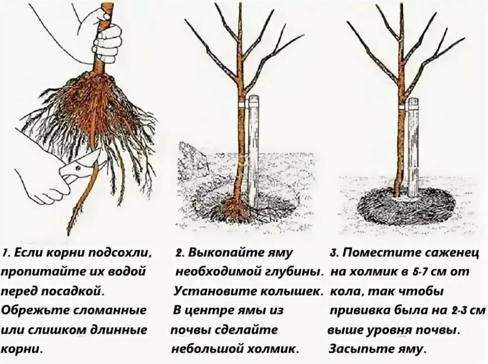 Когда можно высаживать деревья. Посадка груши весной саженцами. Схема посадки саженца яблони. Посадка яблони весной саженцами. Посадка саженца яблони.