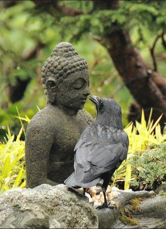 Ворон Будды. Ворона буддист. Будда с птицей. Умная птица.