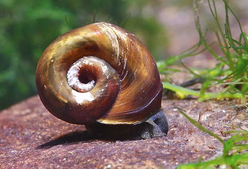 Катушка Роговая - Planorbarius corneus. Катушка улитка аквариумная. Брюхоногие улитки катушка. Моллюск брюхоногий ампулярия. Чем опасны пресноводные улитки