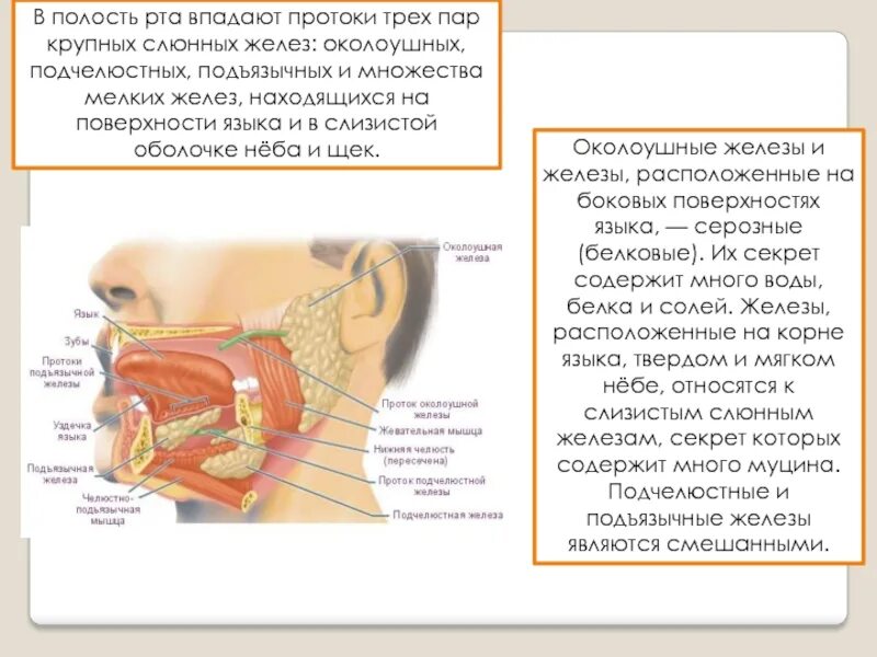 Проток околоушной железы анатомия. Околоушная слизистая железа. Анатомия подчелюстных слюнных желез. Ротовая полость анатомия слюнные железы. Околоушная железа где