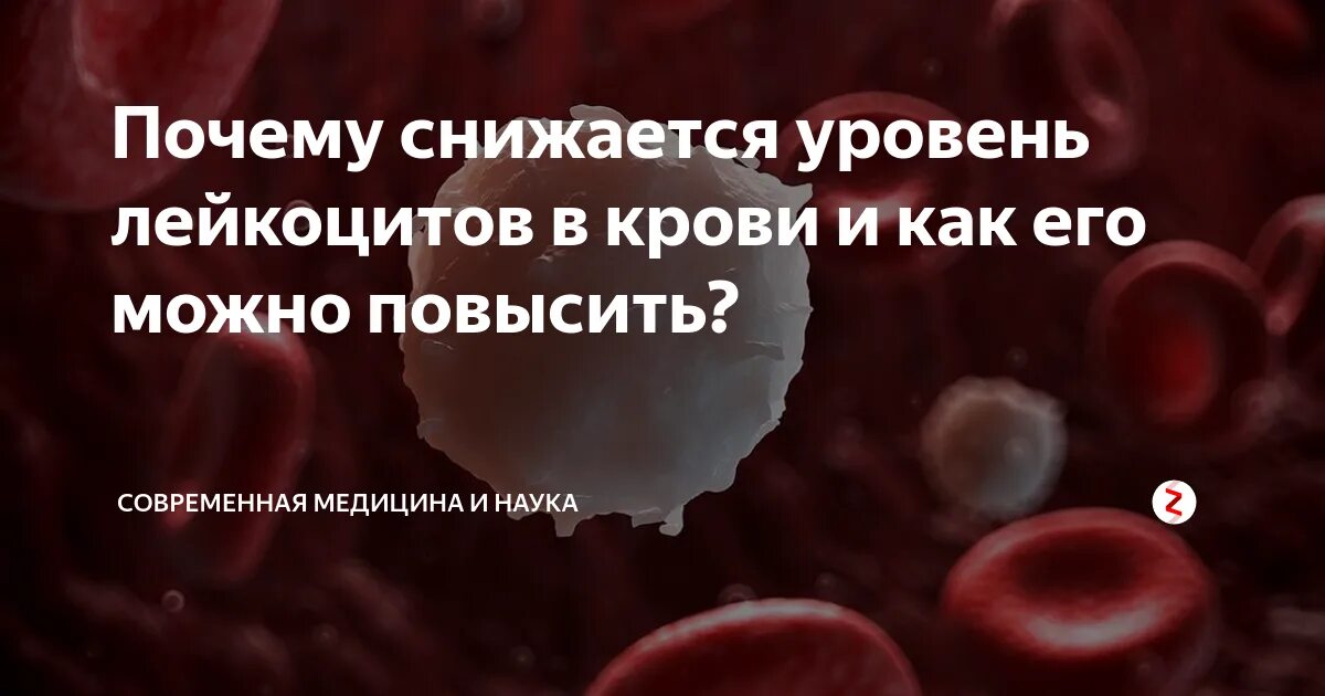 Повышены лейкоциты в крови после. Еда для повышения уровня лейкоцитов в крови. Продукты поднимающие лейкоциты. Еда повышающая лейкоциты в крови. Препараты поднимающие лейкоциты.