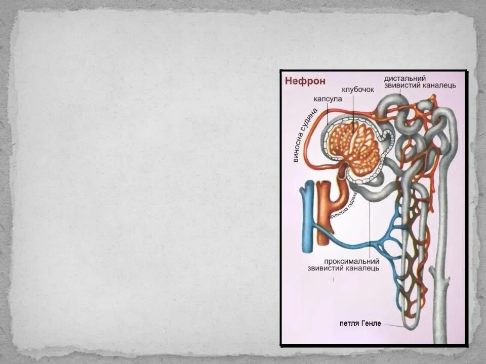 Какая кровь в клубочке нефрона. Петля Генле нефрона. Строение петли нефрона. Петля Генле строение. Строение почки петля Генле.