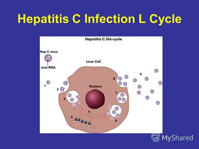 Hcv инфекция. Вирусные гепатиты. Вирус гепатита в. Бактерия. Вирус гепатита в.