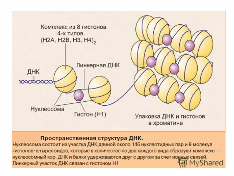 Гистон какой белок