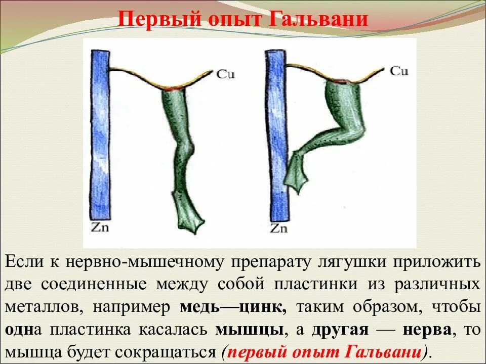 Первый опыт в словах. Опыт Гальвани с лягушкой. Нервно-мышечный препарат - второй опыт Гальвани. 1 И 2 опыт Гальвани. Первый опыт Гальвани.