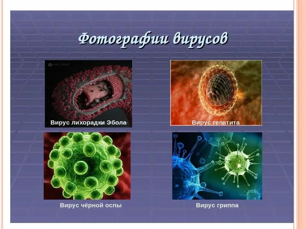 Вирусов в природе и жизни человека. Типы вирусов биология. Виды вирусов в биологии 5 класс. Биология тема вирусы. Название разных вирусов.