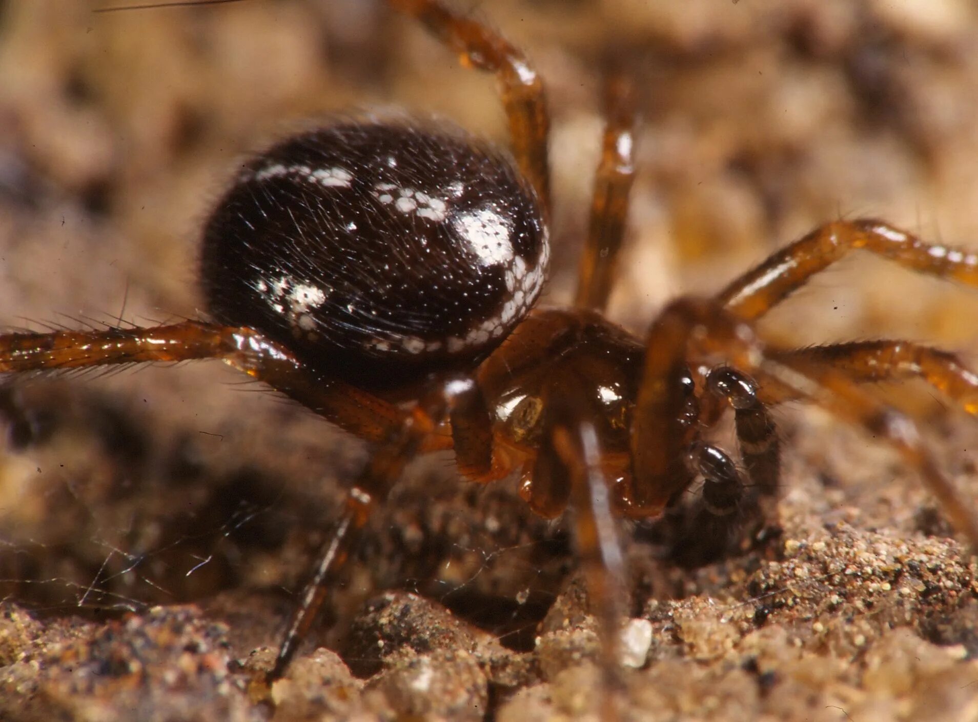 Стеатода крупная паук. Треугольная стеатода Steatoda triangulosa. False Widow паук. Steatoda Nobilis. Стеатода крупная