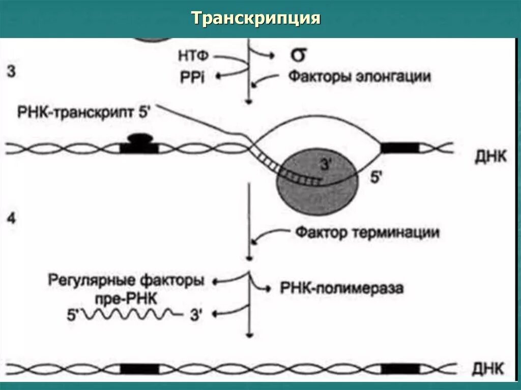 Элонгация транскрипции. Элонгация транскрипции у эукариот. Трансляция схема инициация элонгация терминация. Элонгация трансляции у эукариот. Факторов элонгации в обеспечении транскрипции.