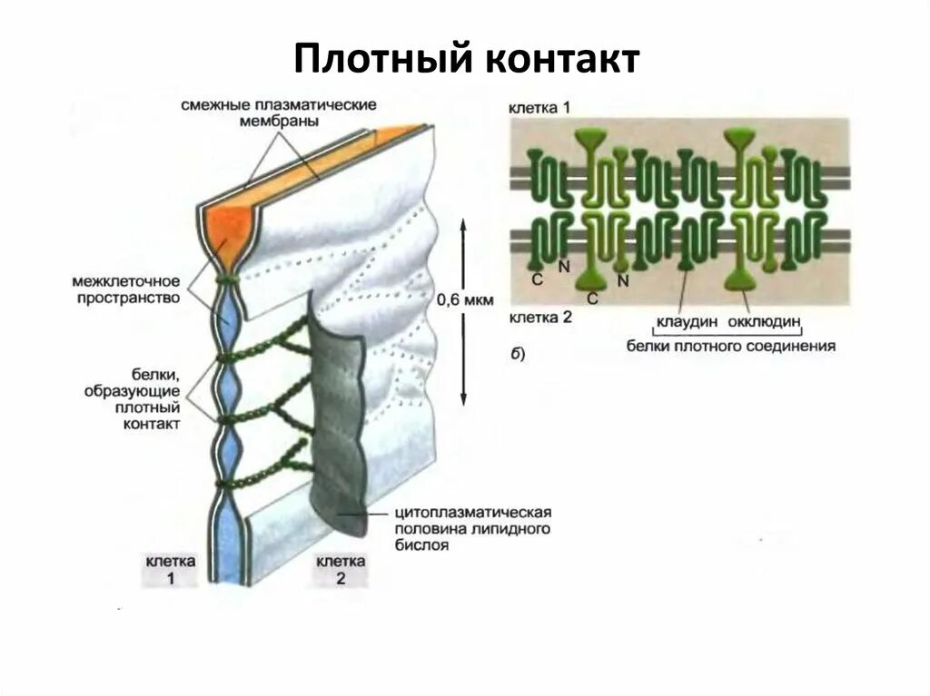 Изолирующий контакт. Плотный контакт гистология строение. Плотный замыкающий контакт клеток. Межклеточные контакты плотный контакт. Схема плотного межклеточного соединения.